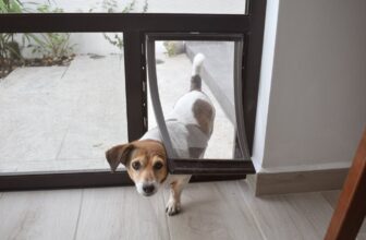 10 Best Dog Doors
