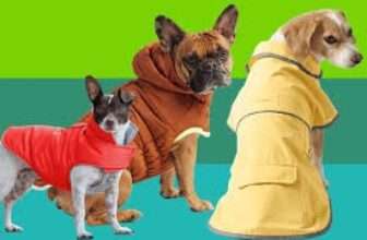 10 Best Dog Coats & Sweaters 2026