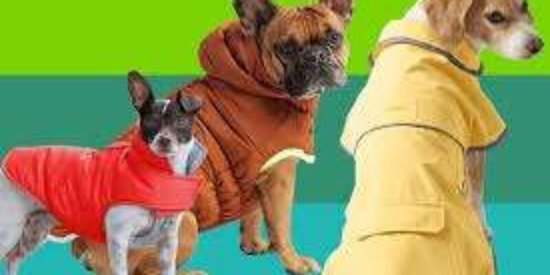 Top 10 Best Dog Coats & Sweaters 2026